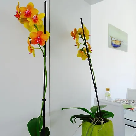Apartament Harmony